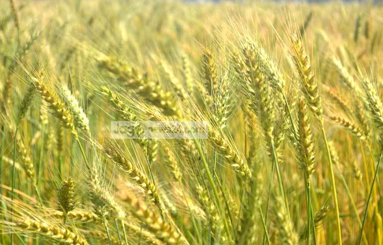 বাংলাদেশের মধ্যে সবচেয়ে বেশি ঠাকুরগাঁও জেলায় গম উৎপাদিত হয়। এ জেলার গম দেশের সকল জেলার গমের চাহিদা পূরণ করে। ঠাকুরগাঁও সদর উপজেলার আকচাঁ গ্রাম থেকে ছবিটি তুলেছেন জাগোনিউজ প্রতিনিধি রবিউল এহ্সান রিপন।