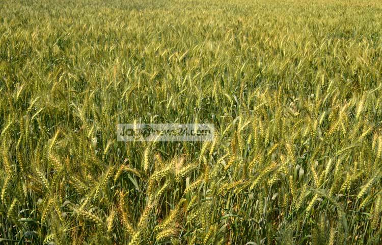 বাংলাদেশের মধ্যে সবচেয়ে বেশি ঠাকুরগাঁও জেলায় গম উৎপাদিত হয়। এ জেলার গম দেশের সকল জেলার গমের চাহিদা পূরণ করে। ঠাকুরগাঁও সদর উপজেলার আকচাঁ গ্রাম থেকে ছবিটি তুলেছেন জাগোনিউজ প্রতিনিধি রবিউল এহ্সান রিপন।