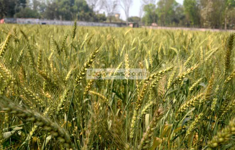 বাংলাদেশের মধ্যে সবচেয়ে বেশি ঠাকুরগাঁও জেলায় গম উৎপাদিত হয়। এ জেলার গম দেশের সকল জেলার গমের চাহিদা পূরণ করে। ঠাকুরগাঁও সদর উপজেলার আকচাঁ গ্রাম থেকে ছবিটি তুলেছেন জাগোনিউজ প্রতিনিধি রবিউল এহ্সান রিপন।