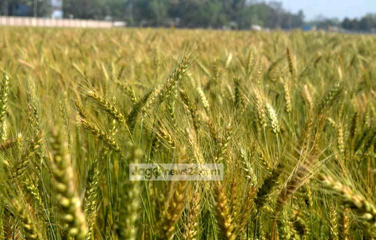বাংলাদেশের মধ্যে সবচেয়ে বেশি ঠাকুরগাঁও জেলায় গম উৎপাদিত হয়। এ জেলার গম দেশের সকল জেলার গমের চাহিদা পূরণ করে। ঠাকুরগাঁও সদর উপজেলার আকচাঁ গ্রাম থেকে ছবিটি তুলেছেন জাগোনিউজ প্রতিনিধি রবিউল এহ্সান রিপন।