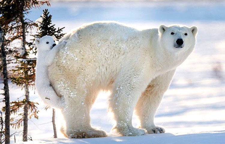 মায়ের সঙ্গে দুষ্টুমি। ছবি : আই লাভ আফ্রিকা।