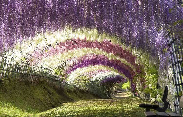 ওয়েস্টার্ন ফ্লোয়ার টানেল : বিস্ময়কর এই দর্শনীয় স্থানটি জাপানে অবস্থিত। এটি দেখতে প্রতি বছর অসংখ্য দর্শনার্থী&nbsp; ভিড় করে।