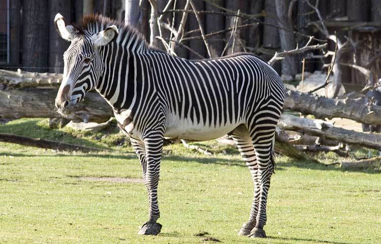 জেব্রা : প্রতিটি মানুষের ফিঙ্গার যেমন প্রিন্ট আলাদা হয়, তেমনি জেব্রাদেরও ডোরাকাটা দাগও আলাদা হয়।