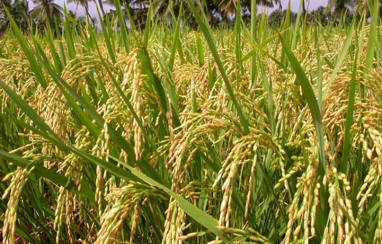 অগ্রহায়ণ : এই সময় চাঁদ মৃগশিরা নক্ষত্রের কক্ষপথে অবস্থান করে। এই নক্ষত্রের অপর নাম অগ্রহায়ণী। তাই এই মাসের নাম রাখা হয়েছে অগ্রহায়ণ। এ মাসে পাকা ধানের মৌ মৌ গন্ধে চারদিক ভরে যায়।