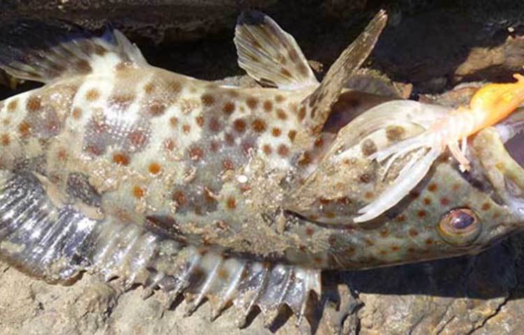 অস্ট্রেলিয়ান ফ্ল্যাটহেড পার্চ : বিরল ট্রল প্রজাতির মাছটি অস্ট্রেলিয়ায় পাওয়া যায়। এই মাছের দাম পাঁচ হাজার মার্কিন ডলার।