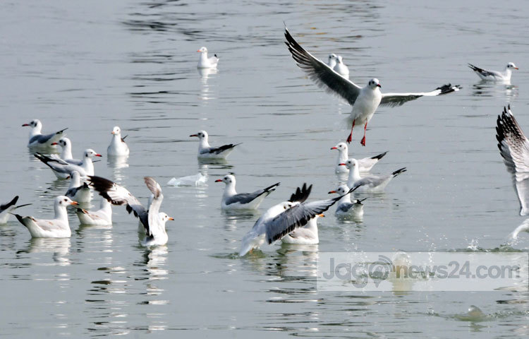 কক্সেসবাজারের সমুদ্র সৈকতে পানির সঙ্গে পাখিদের মিতালী। সম্প্রতি কক্সবাজারের সমুদ্র সৈকত থেকে ছবিটি তুলেছেন-&nbsp; বিপ্লব দিক্ষিৎ