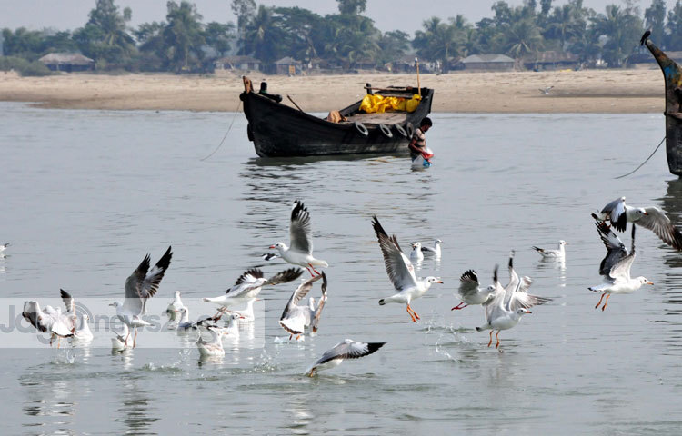 কক্সেসবাজারের সমুদ্র সৈকতে পানির সঙ্গে পাখিদের মিতালী। সম্প্রতি কক্সবাজারের সমুদ্র সৈকত থেকে ছবিটি তুলেছেন- বিপ্লব দিক্ষিৎ