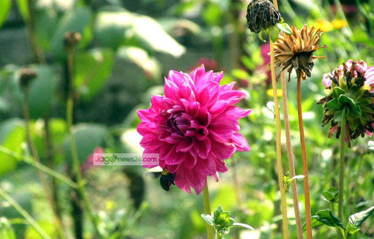 ডালিয়া ফুলের মন মাতানো রং সবাইকে আকৃষ্ট করে। পদ্মা সেতুর প্রজেক্ট ও শরীয়তপুরের নড়িয়া সরকারি কলেজ গার্ডেন থেকে সম্প্রতি ছবিটি তুলেছেন মো. ছগির হোসেন।