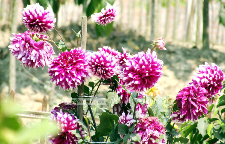 এ ফুল চাষ করা খুবই সহজ। টবেও এটি চাষ করা যায়। পদ্মা সেতুর প্রজেক্ট ও শরীয়তপুরের নড়িয়া সরকারি কলেজ গার্ডেন থেকে সম্প্রতি ছবিটি তুলেছেন মো. ছগির হোসেন।