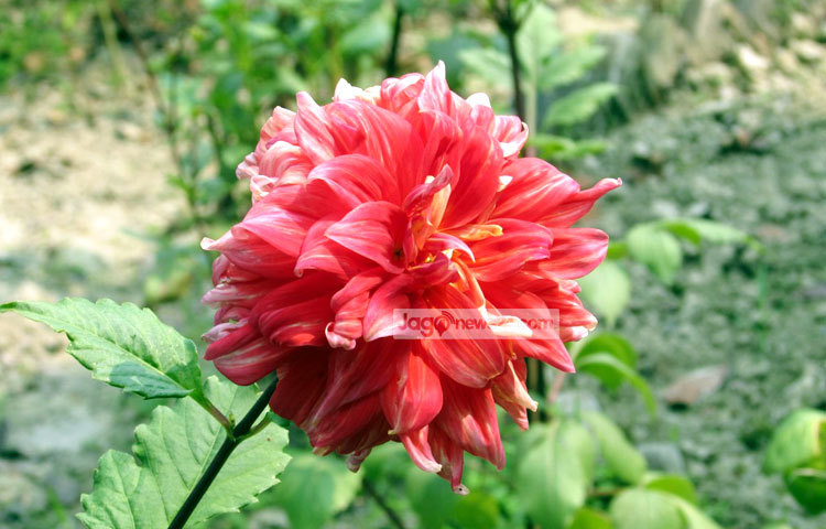 ডালিয়া ফুলের উৎপত্তিস্থল মেক্সিকো। তবে বাংলাদেশের আবহাওয়াতে ডালিয়া ফুল ভালো জন্মে। পদ্মা সেতুর প্রজেক্ট ও শরীয়তপুরের নড়িয়া সরকারি কলেজ গার্ডেন থেকে সম্প্রতি ছবিটি তুলেছেন মো. ছগির হোসেন।