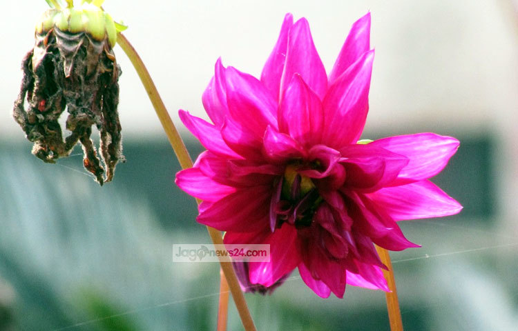 অন্যান্য ফুলের চেয়ে ডালিয়া ফুলের দাম একটু বেশি। প্রতিটি স্টিক খুচরা ১০-১৫ টাকায় বিক্রি হয়। পদ্মা সেতুর প্রজেক্ট ও শরীয়তপুরের নড়িয়া সরকারি কলেজ গার্ডেন থেকে সম্প্রতি ছবিটি তুলেছেন মো. ছগির হোসেন।