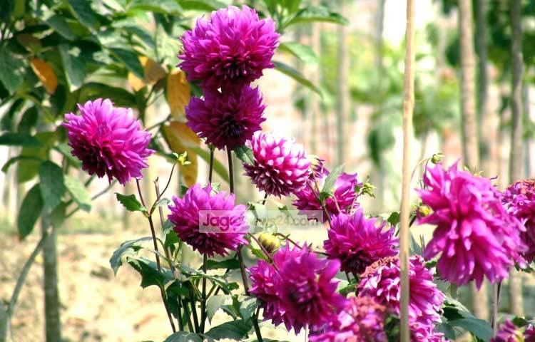 ডালিয়ার জন্য উপযোগী তাপমাত্রা ১৫-২০ ডিগ্রি সেলসিয়াস। এটি বৃদ্ধির জন্য উজ্জ্বল সূর্যালোক ও হালকা বৃষ্টিপাত প্রয়োজন। পদ্মা সেতুর প্রজেক্ট ও শরীয়তপুরের নড়িয়া সরকারি কলেজ গার্ডেন থেকে সম্প্রতি ছবিটি তুলেছেন মো. ছগির হোসেন।