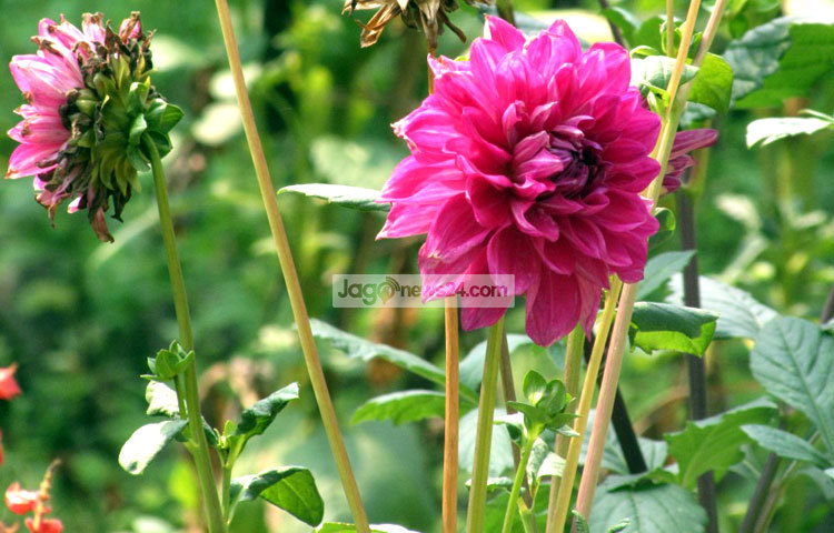 ছায়ায় ডালিয়ার গাছ দুর্বল ও লম্বা হয়। সেই সঙ্গে ফুল কম ও ছোট হয় এবং রঙের উজ্জ্বলতা কম হয়। পদ্মা সেতুর প্রজেক্ট ও শরীয়তপুরের নড়িয়া সরকারি কলেজ গার্ডেন থেকে সম্প্রতি ছবিটি তুলেছেন মো. ছগির হোসেন।