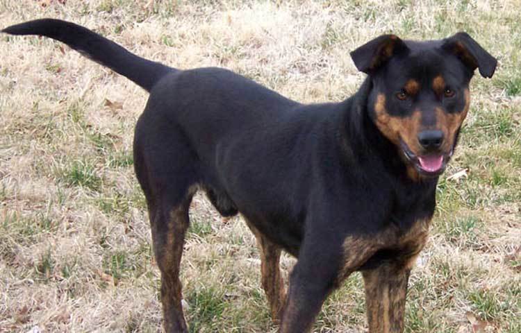 কুকুর : ২৫০ রকমের কথা এবং ব্যবহার বুঝতে পারে কুকুর। লেজ নাড়ানোর মাধ্যমে এরা মনের ভাব প্রকাশ করে। খুশি হলে ডান দিকে এবং দুঃখ পেলে বাঁ দিকে লেজ নাড়ায়।