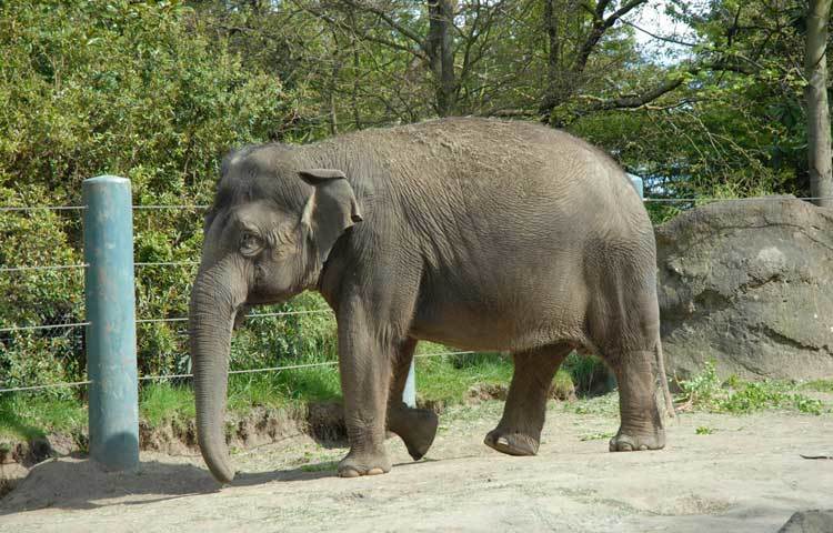 হাতি : হাতির শুঁড়ে ৪০ হাজারের বেশি পেশী রয়েছে।