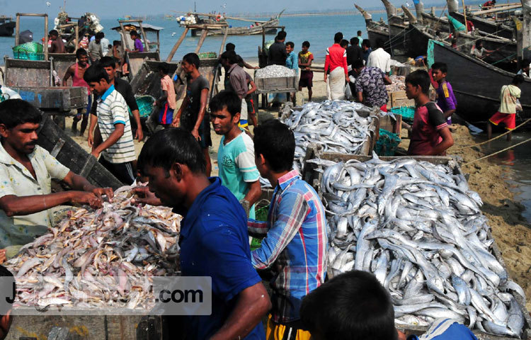 কক্সবাজারের শুঁটকি পট্টি এলাকায় জেলেরা মাছ ধরার কাজে এখন ভীষণ ব্যস্ত সময় কাটাচ্ছেন। তারা সমুদ্র থেকে আহরিত মাছ প্রক্রিয়াজাত করণের জন্য দিনরাত কাজ করে যাচ্ছেন। সম্প্রতি কক্সবাজার এলাকা থেকে ছবিটি তুলেছেন-বিপ্লব দিক্ষিৎ