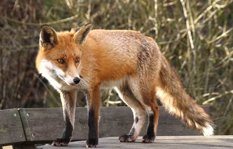 শেয়াল : জন্মের সময় শেয়াল শাবকেরা চোখেও দেখতে পায় না, কানেও শুনতে পায় না।