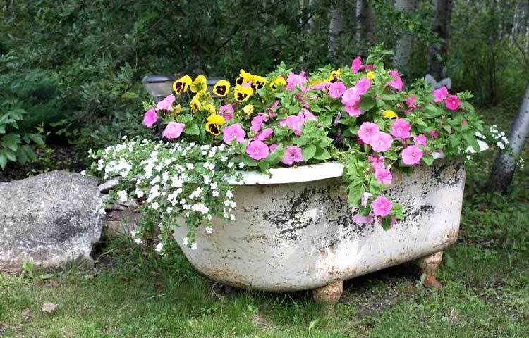 বাথটবে ফুলের বাগান। ছবি : আই লাভ আফ্রিকা