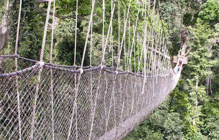 ক্যানোপি ওয়াক : বিশ্বের অন্যতম বিপজ্জনক এই ব্রিজটি ঘানায় অবস্থিত।