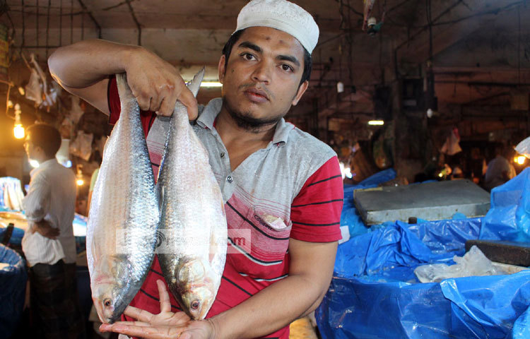 দুদিন বাদেই পহেলা বৈশাখ। আর এ উপলক্ষে দেশের সর্বত্র ইলিশের দাম আকাশ ছোঁয়া। ছবি : বিপ্লব দিক্ষিৎ।
