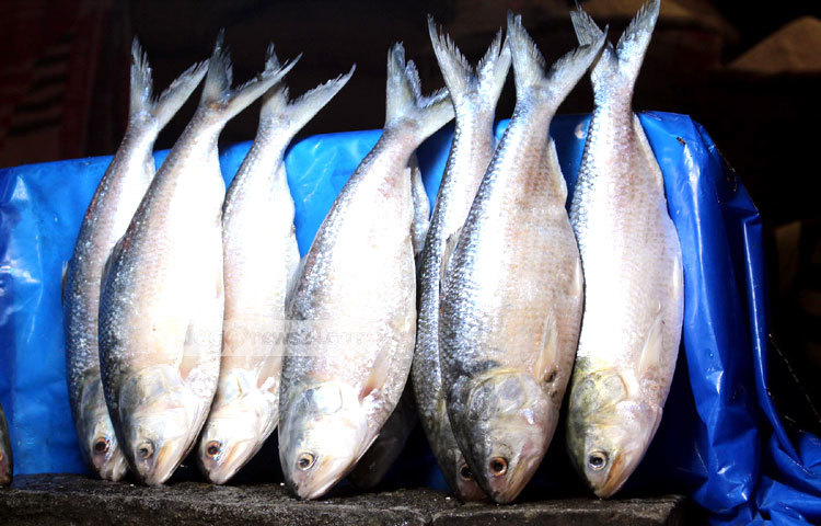 এবারে ইলিশের দাম চড়া হলেও বাজারে পর্যাপ্ত সরবরাহ রয়েছে। ছবি : বিপ্লব দিক্ষিৎ।