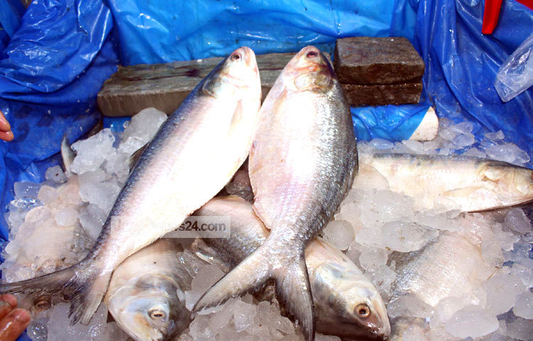 ঢাকার বাজারে দেশের দক্ষিণ অঞ্চল থেকে আসা ইলিশের চাহিদা একটু বেশি। ছবি : বিপ্লব দিক্ষিৎ।