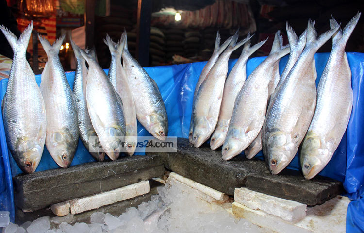এমনিতেও সারা বছর বাজারে ইলিশের চাহিদা থাকে। পহেলা বৈশাখের আগামনী বার্তা পেলে ইলিশের চাহিদা ও দামের পালে যেনো ঝড়ো হাওয়া লেগে যায়। ছবি : বিপ্লব দিক্ষিৎ।
