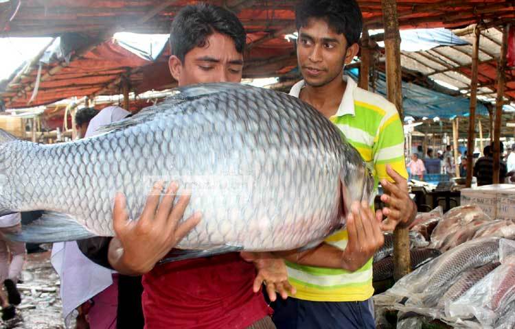 &lsquo;ইয়া বড় মাছ&rsquo;। মাছের দাম শুনে ক্রেতা বুঝি একটু ভড়কে গেছেন। ছবি : বিপ্লব দিক্ষিৎ।