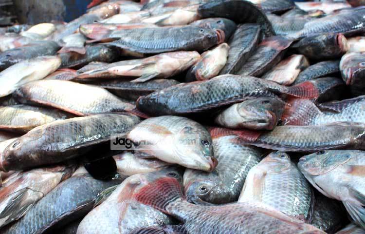 তিলাপিয়া মাছের সমাহার। ছবি : বিপ্লব দিক্ষিৎ।