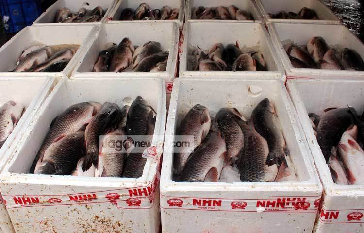 বিক্রির অপেক্ষায় হিমায়িত মাছ। ছবি : বিপ্লব দিক্ষিৎ।