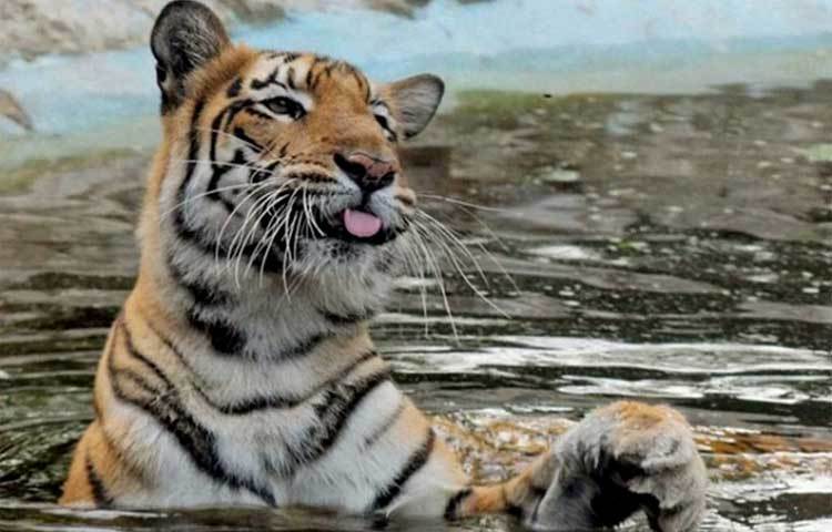 জৈষ্ঠ : জেষ্ঠা নক্ষত্র থেকে এই মাসের নামকরণ হয়েছে। জৈষ্ঠ মাসে ভীষণ গরম পড়ে। হিংস্র বাঘও এ গরমের কাছে হার মেনে যায়।
