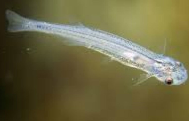 ক্যান্দিউরা: ক্যাটফিশ প্রজাতির মাছটি দক্ষিণ আমেরিকার অ্যামাজন নদীতে পাওয়া যায়। দেখতে স্বচ্ছ এই মাছটি প্রায় আড়াই সেন্টিমিটার পর্যন্ত লম্বায় হয়ে থাকে। রক্তচোষা এই মাছটি নদীতে গোসল করতে নামা মানুষদের মূত্রনালীর মধ্যে একেবারে শরীরের অভ্যন্তরে প্রবেশ করে। কিছুক্ষণ পরই মাছের তীক্ষ্ণ কাঁটার ঘায়ে অতিরিক্ত রক্তক্ষরণ হয়ে আক্রান্ত ব্যক্তির মৃত্যু হয়।