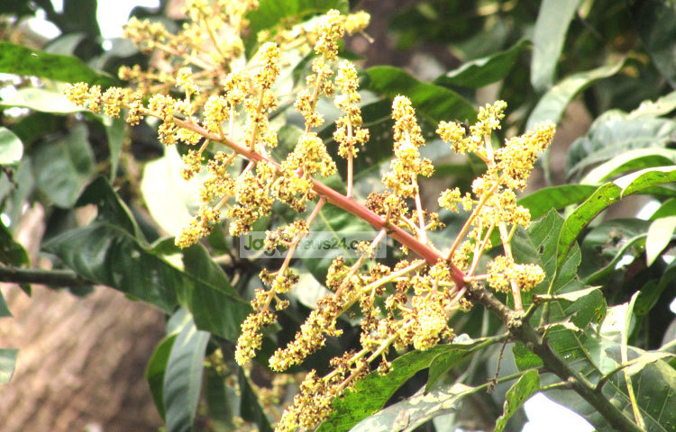 &lsquo;ঝড়ের দিনে মামার দেশে আম কুড়াতে সুখ, পাকা জামের মধুর রসে রঙিন করি মুখ&rsquo;-পল্লী কবির কবিতার এই রূপ দেখতে আর কয়েক মাস অপেক্ষা করতে হবে। কারণ আমগাছ মুকুলে মুকুলে ছেয়ে গেছে। শরীয়তপুর পৌরসভার রাজগঞ্জ থেকে আমের মুকুলগুলোর ছবি তুলেছেন মো. ছগির হোসেন।