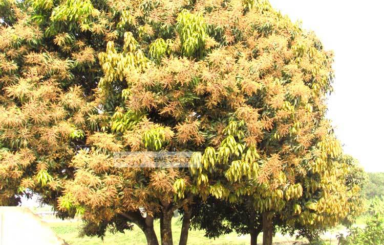 মুকুলের সুবাসে ভরে গেছে চারদিক। মৌ মৌ গন্ধে প্রজাপতি ও মৌমাছিরা এসে ভিড় করছে। শরীয়তপুর পৌরসভার রাজগঞ্জ থেকে আমের মুকুলগুলো ছবি তুলেছেন মো. ছগির হোসেন।