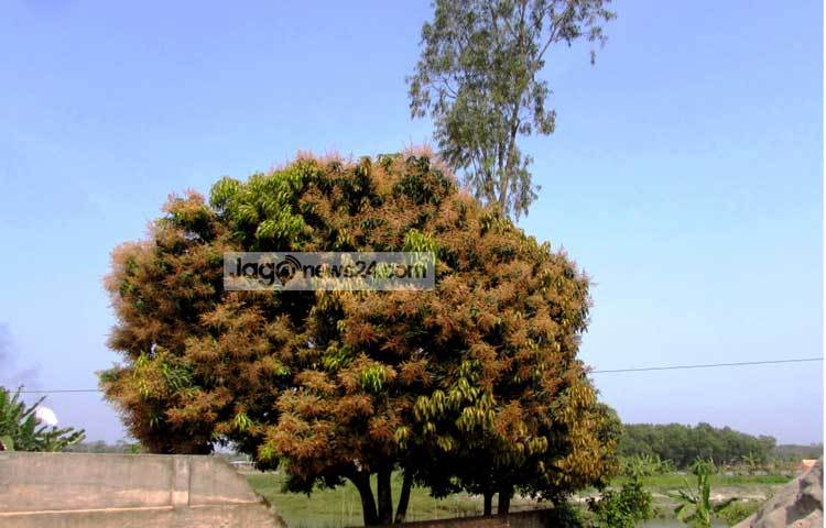 মুকুলের সুবাসে ভরে গেছে চারদিক। মৌ মৌ গন্ধে প্রজাপতি ও মৌমাছিরা এসে ভিড় করছে। শরীয়তপুর পৌরসভার রাজগঞ্জ থেকে আমের মুকুলগুলো ছবি তুলেছেন মো. ছগির হোসেন।