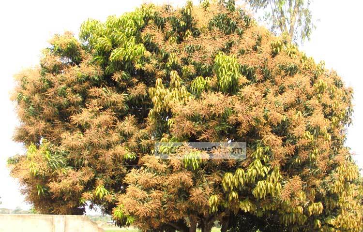 মুকুলের সুবাসে ভরে গেছে চারদিক। মৌ মৌ গন্ধে প্রজাপতি ও মৌমাছিরা এসে ভিড় করছে। শরীয়তপুর পৌরসভার রাজগঞ্জ থেকে আমের মুকুলগুলো ছবি তুলেছেন মো. ছগির হোসেন।