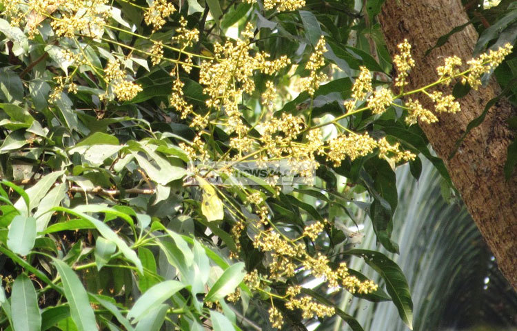 মুকুলের সুবাসে ভরে গেছে চারদিক। মৌ মৌ গন্ধে প্রজাপতি ও মৌমাছিরা এসে ভিড় করছে। শরীয়তপুর পৌরসভার রাজগঞ্জ থেকে আমের মুকুলগুলো ছবি তুলেছেন মো. ছগির হোসেন।