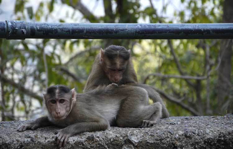 বানর : বানর খুবই দুষ্ট প্রজাতির প্রাণী। এরা নিজেদের মধ্যে অঙ্গভঙ্গির মাধ্যমে যোগাযোগ রাখে। মানুষের মতোই বানরদেরও হেপাটাইটিস হয়ে থাকে।