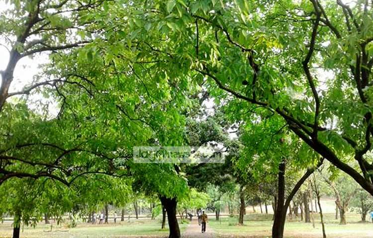 চারদিকে সবুজের হাতছানি। এ ছবিটি তুলেছেন জাগোনিউজের বিশেষ সংবাদদাতা মনিরুজ্জামান উজ্জ্বল।