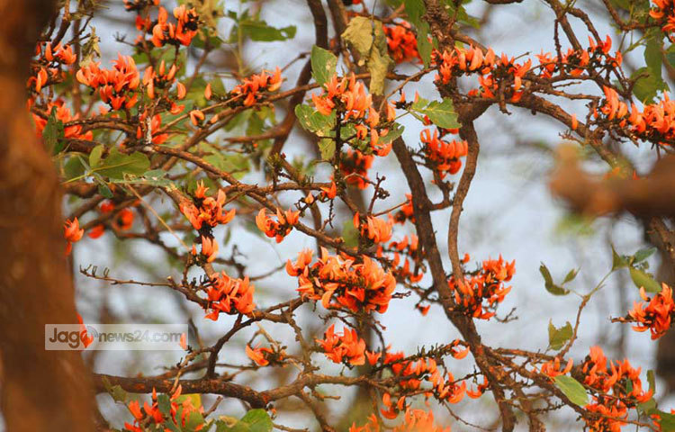 আগুনরাঙ্গা পলাশ ফুল না ফুটলে যেন বসন্তের পূর্ণতাই আসে না। পলাশ গাছের ডালে ডালে ফোটা ফুল দেখলে গাইতে ইচ্ছে করে &lsquo;আহা আজি এ বসন্তে, কত ফুল ফোটে...&rsquo;। রাজধানীর শহীদ মিনার এলাকা থেকে সম্প্রতি পলাশ ফুলের এ ছবিগুলো তুলেছেন বিপ্লব দিক্ষিৎ