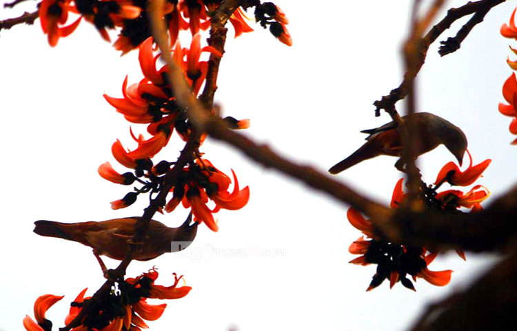 &lsquo;আগুনরাঙ্গা পলাশ ফুলের সনে কি কথা বলিস পাখি !!&rsquo; রাজধানীর শহীদ মিনার এলাকা থেকে সম্প্রতি পলাশ ফুলের এ ছবিগুলো তুলেছেন বিপ্লব দিক্ষিৎ