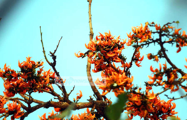 ঋতুরাজ বসন্তের রূপ বর্ণনা করে আবহমানকাল ধরে লেখা হচ্ছে অসংখ্য গান আর কবিতা। এসব লেখায় নানাভাবে তুলে ধরা হয়েছে পলাশ ফুলের রূপের কথা। রাজধানীর শহীদ মিনার এলাকা থেকে সম্প্রতি পলাশ ফুলের এ ছবিগুলো তুলেছেন বিপ্লব দিক্ষিৎ