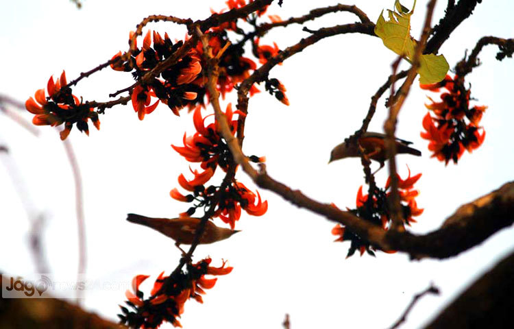 &lsquo;আগুনরাঙ্গা পলাশ ফুলের সনে কি কথা বলিস পাখি !!&rsquo; রাজধানীর শহীদ মিনার এলাকা থেকে সম্প্রতি পলাশ ফুলের এ ছবিগুলো তুলেছেন বিপ্লব দিক্ষিৎ