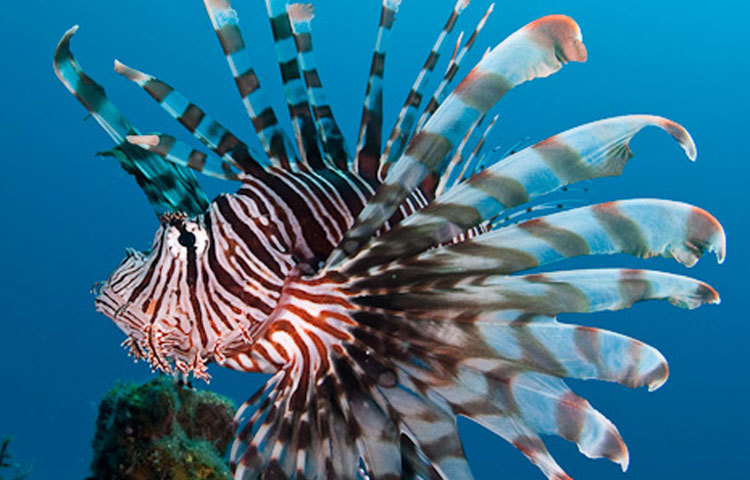 রেড লায়ন ফিস: বিষাক্ত সরু পাখনার জন্য এই প্রজাতির মাছটিকে দক্ষিণ প্রশান্ত&nbsp; মহাসাগরে পাওয়া যায় ।