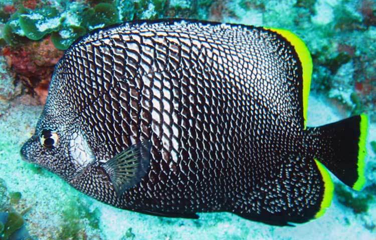 রট আয়রন বাটারফ্লাই ফিস : এটি প্রায় ৬ ইঞ্চি পর্যন্ত লম্বা হতে পারে। সুদৃশ্য মাছটিকে জাপানে পাওয়া যায়। এর একটি মাছের দাম তিন হাজার মার্কিন ডলার।