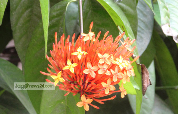 &lsquo;রঙ্গন তোমার পূর্ণিমা হাসি..&rsquo; শিল্পীর কণ্ঠের এই গানটি শুনলে রঙ্গন ফুলের সৌন্দর্যের কথা মনে পড়ে। আসলেই রঙ্গন ফুল দেখলে মুহূর্তেই মন ভালো হয়ে যায়। শরীয়তপুরের নড়িয়া সরকারি কলেজ গার্ডেন থেকে এ ছবিটি তুলেছেন মো. ছগির হোসেন।