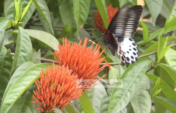 রঙ্গন ফুল সত্যিই বুঝি পূর্ণিমার চাঁদের মত হাসে। এ হাসিতে মুগ্ধ হয়ে প্রজাপতিরা ছুটে এসেছে। শরীয়তপুরের নড়িয়া সরকারি কলেজ গার্ডেন থেকে এ ছবিটি তুলেছেন মো. ছগির হোসেন।