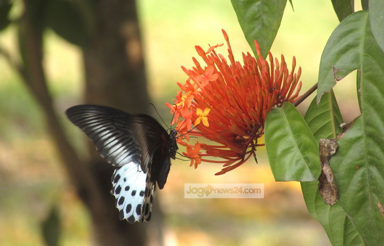 রঙ্গন পুষ্পপ্রেমীদের কাছে একটি অতি পরিচিত ফুলের নাম। তাছাড়া সবার কাছে এ ফুলটি খুবই পছন্দের। শরীয়তপুরের নড়িয়া সরকারি কলেজ গার্ডেন থেকে এ ছবিটি তুলেছেন মো. ছগির হোসেন।