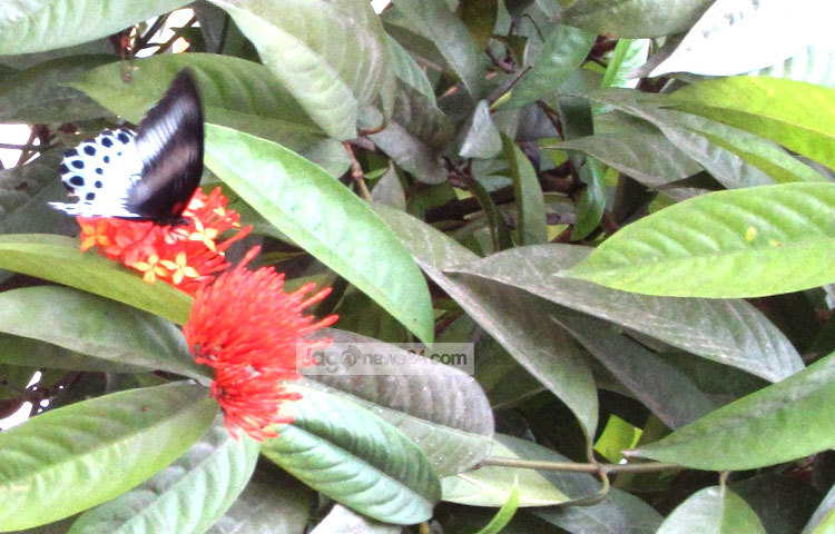 বিভিন্ন অনুষ্ঠানে শোভাবর্ধনকারী পুষ্প হিসেবে রঙ্গন ফুলের ব্যাপক জনপ্রিয়তা রয়েছে। বাংলাদেশের সর্বত্রই এই ফুলের দেখা পাওয়া যায়। শরীয়তপুরের নড়িয়া সরকারি কলেজ গার্ডেন থেকে এ ছবিটি তুলেছেন মো. ছগির হোসেন।