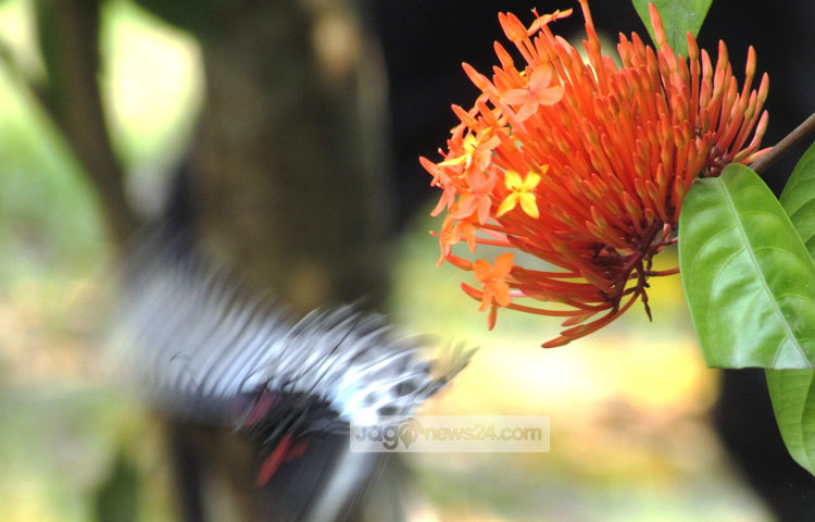 রঙ্গন ফুল একটি গুল্ম জাতীয় উদ্ভিদ। ঘন সবুজ রঙ্গন গাছে লাল, গোলাপী, হলুদ, কমলা ও সাদা রংয়ের ফুল দেখা যায়। শরীয়তপুরের নড়িয়া সরকারি কলেজ গার্ডেন থেকে এ ছবিটি তুলেছেন মো. ছগির হোসেন।